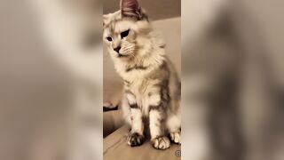 Malu Trevejo TikTok live 11-24-25